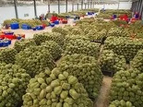 Đề nghị Bộ Công an xử lý việc mua bán mã số, làm sai lệch kết quả kiểm nghiệm nông sản, sầu riêng