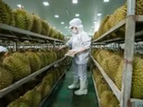 Cập nhật tư duy cũ về sầu riêng