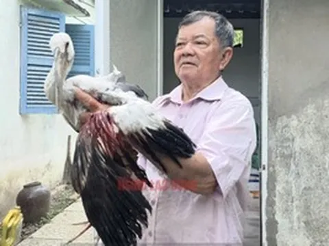 Vườn chim của lão nông 80 tuổi trước nguy cơ "xoá sổ", Chủ tịch tỉnh Vĩnh Long chỉ đạo "nóng"