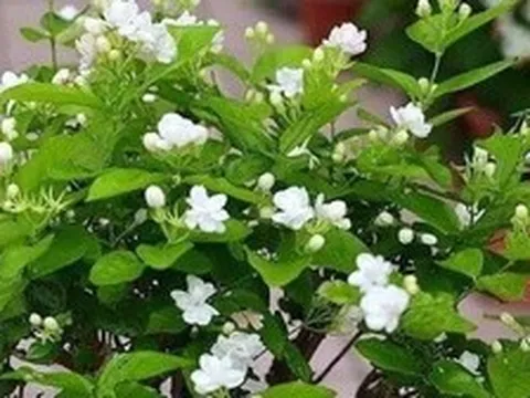Lời khuyên dành cho những gia đình đang trồng hoa nhài
