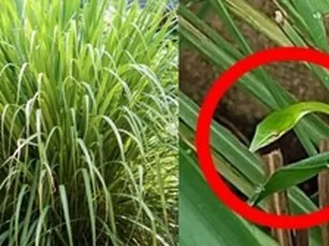 4 lý do nên trồng sả trong nhà