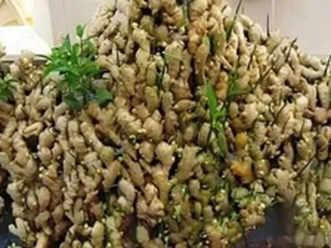 Lợi ích của trồng gừng