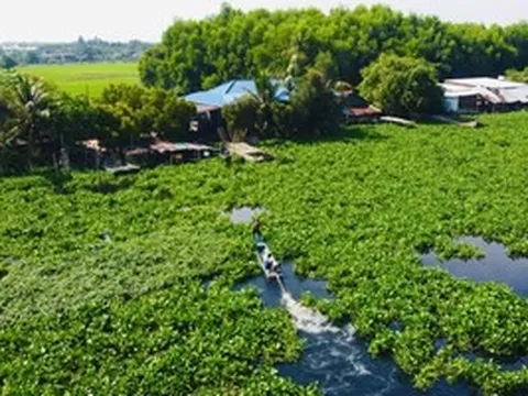 Cận cảnh nước sông Vàm Cỏ Đông chuyển màu đen trên cả một vùng rộng lớn, bốc mùi hôi