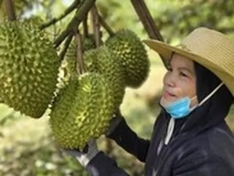 Xuất khẩu sầu riêng vào Mỹ, Hàn… tăng mạnh nhưng vẫn còn nhiều nỗi lo