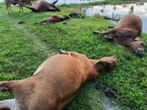 Sét đánh chết 5 con bò trên cánh đồng