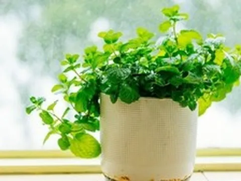 Tại sao mỗi bàn học nên có một chậu bạc hà?