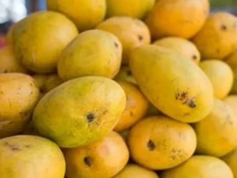 Lời khuyên khi mua xoài