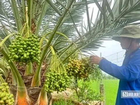 Chà là bén duyên vùng biên, mở hướng canh tác mới
