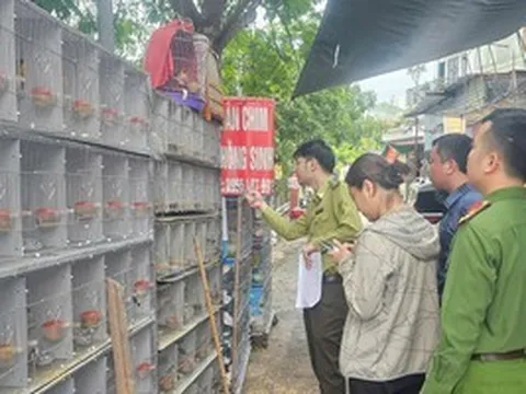 Tạm giữ gần 1.000 cá thể chim hoang dã tại 3 cửa hàng chim cảnh