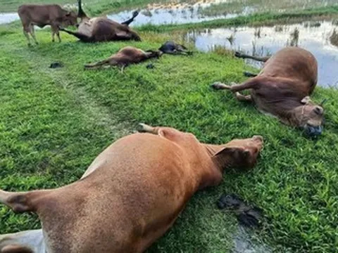 Sét đánh trúng đàn bò của người dân, 5 con chết tại chỗ