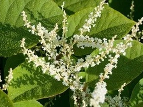 Loại cây ở Nhật, Trung Quốc là món ngon, người Mỹ nhìn thấy sợ đến ớn lạnh