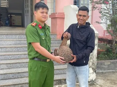 Đi soi ếch, phát hiện tê tê Java 'khủng' cực quý hiếm