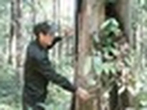Loại gỗ quý hiếm bậc nhất Việt Nam: Từng được định giá 500 triệu đồng/m³, hiện rất khó gặp trong tự nhiên