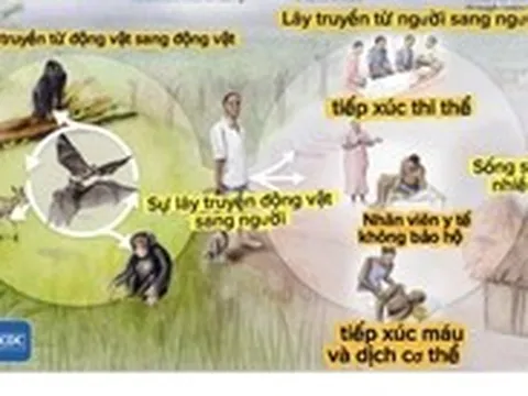 Bệnh do vi rút Ebola, biết đúng thì không sợ