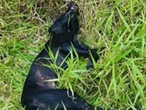 3 vụ chó dại, nghi dại cắn nhiều người trong 1 tháng ở Đắk Lắk