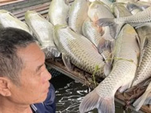 Vụ cá chết hàng loạt ở sông Lam: Nghệ An chỉ đạo rà soát nguồn thải