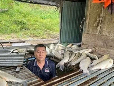 Vụ cá chết hàng loạt trên sông: Kết quả phân tích các mẫu nước