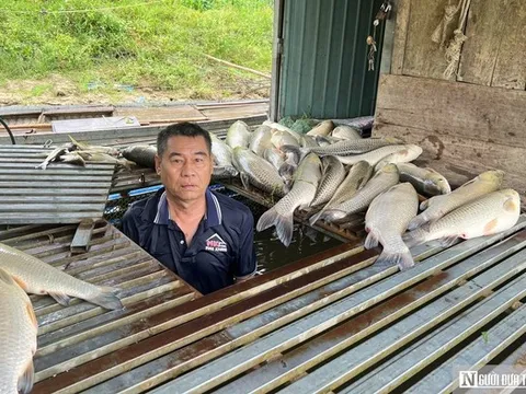 Cá chết hàng loạt bất thường trên sông Lam: Xác định nguyên nhân ban đầu