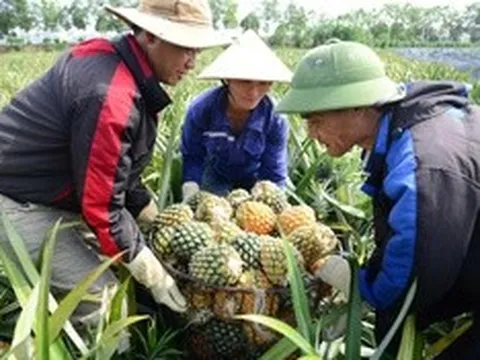 Cây "làm giàu" ở xứ Thanh rớt giá, nông dân chật vật giữa vụ thu hoạch