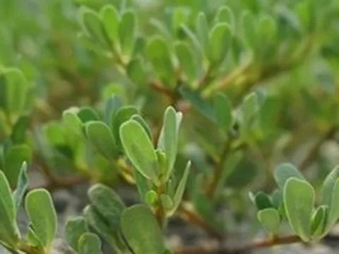Người xưa dặn "đầu hè ăn 3 loại cỏ, cả mùa ít gặp bác sĩ": Hóa ra là 3 thứ rau đang đầy chợ Việt