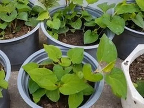 Lợi ích khi trồng rau diếp cá