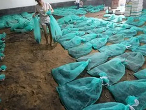 Phát hiện cô gái 9X bỏ phố về quê nuôi 60.000 con vật vừa dài vừa độc, thu nhập gần 4 tỷ đồng mỗi năm