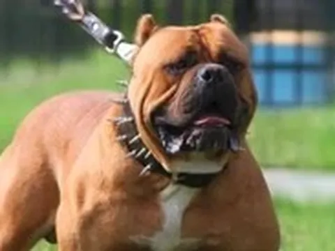 Bé trai bị đàn chó Bandog, Rottweiler tấn công khi câu cá