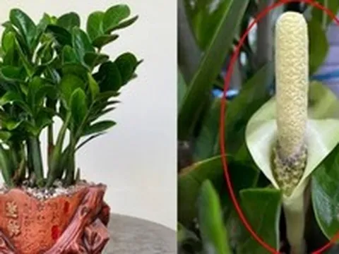 Hiện tượng kim tiền nở hoa