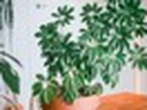 5 loại lá cây cảnh phổ biến có tác dụng kỳ diệu cho sức khỏe