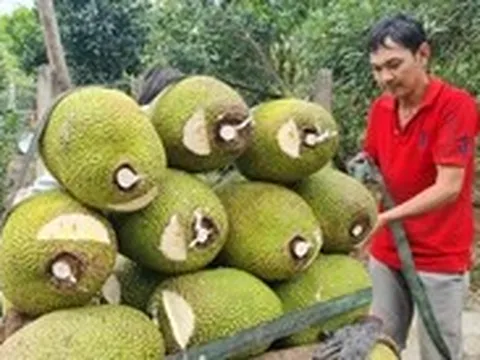 Mít rớt giá kéo dài, nhà vườn miền Tây trắng tay