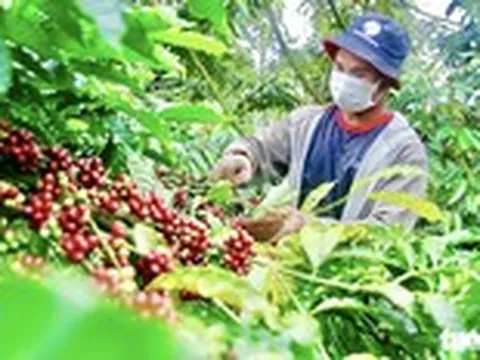 Nông dân trồng cà phê Tây Nguyên được trả bảo hiểm vì mưa lớn