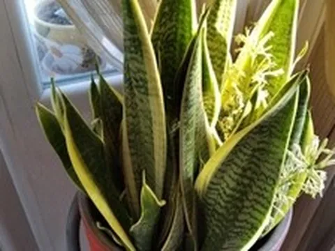 Hiện tượng lưỡi hổ nở hoa
