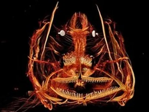 Mò 8.000 mét xuống đáy đại dương, chuyên gia phát hiện sự thật cay đắng về thứ đang nằm trong bụng những sinh vật tại đây