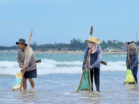 Nghề đi lùi trên bãi biển Quảng Ngãi