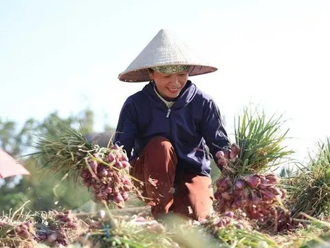 Nông dân Quảng Ngãi thu lãi lớn nhờ hành tím được mùa, được giá