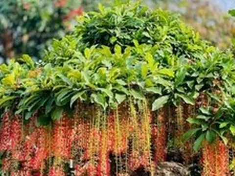 Hiện tượng lộc vừng nở hoa