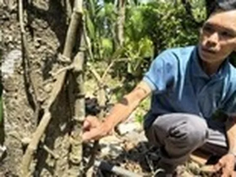 Những cây hồ tiêu 'khủng' ở xứ Tiên