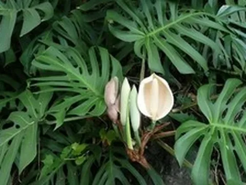 Hiện tượng trầu bà nở hoa