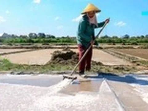 Mồ hôi mặn trên cánh đồng muối dưới chảo lửa 40 độ