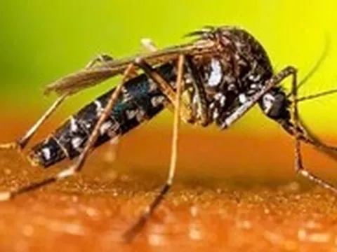 Chưa vào mùa cao điểm, Đồng Nai ghi nhận sốt xuất huyết Dengue gia tăng