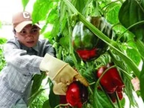 Bổ sung vitamin C: Cam không phải lựa chọn duy nhất