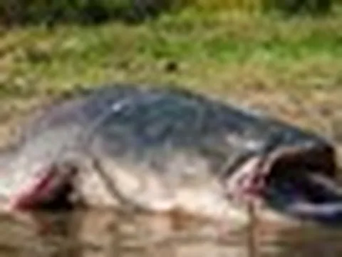 'Thủy quái nước ngọt' dài 2,5m, nặng 110kg bất ngờ mắc câu: 3 người vật lộn suốt 2 giờ mới kéo được lên bờ