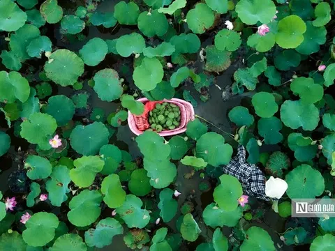 “Mùa sen nở” nông dân hái ra tiền từ cả hoa, lá đến du lịch