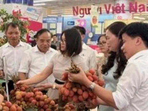 300 tấn vải đặc sản Thanh Hà phủ sóng siêu thị toàn quốc qua hệ thống Saigon Co.op