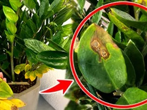 Cây kim tiền từng “nhà nào cũng có” giờ bị nhiều người âm thầm bỏ: 4 nhược điểm khiến ai trồng rồi cũng ngán