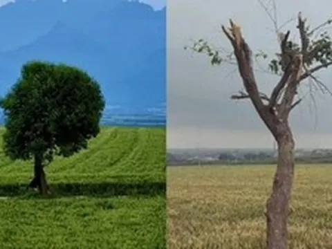 Cây cô đơn nổi tiếng vừa bị chặt