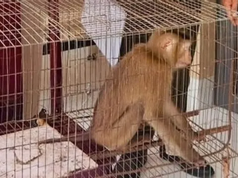 Phát hiện khỉ đuôi lợn quý hiếm trong vườn nhà dân ở TPHCM