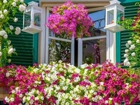 Không phải mê tín, giờ mới biết vì sao nhà giàu trồng 3 loại hoa "phá tài, phá lộc" này