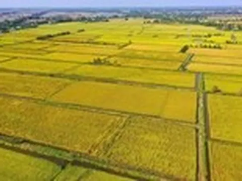 'Cánh đồng tri thức' ở Đồng bằng sông Cửu Long