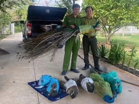Hai người đàn ông tự nguyện giao nộp 9 chim công quý hiếm nuôi làm cảnh nhiều năm
